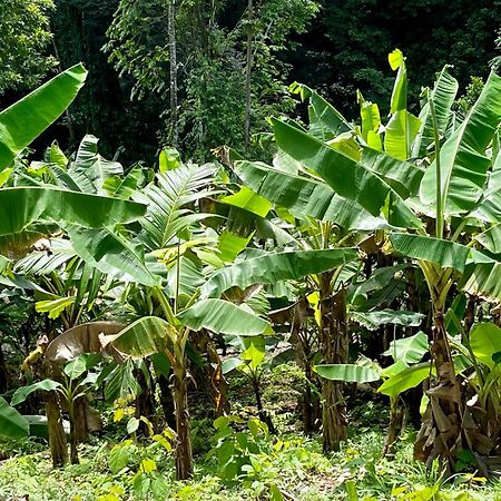 Eden Jungle Lodge โบกัสทาวน์ ภายนอก รูปภาพ