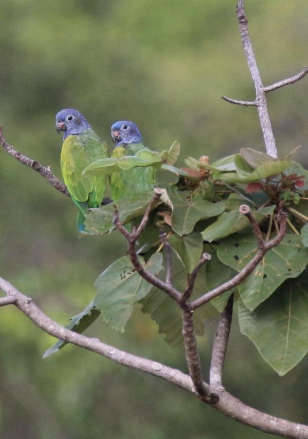 Eden Jungle Lodge โบกัสทาวน์ ภายนอก รูปภาพ
