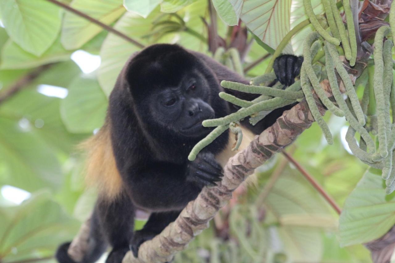 Eden Jungle Lodge โบกัสทาวน์ ภายนอก รูปภาพ