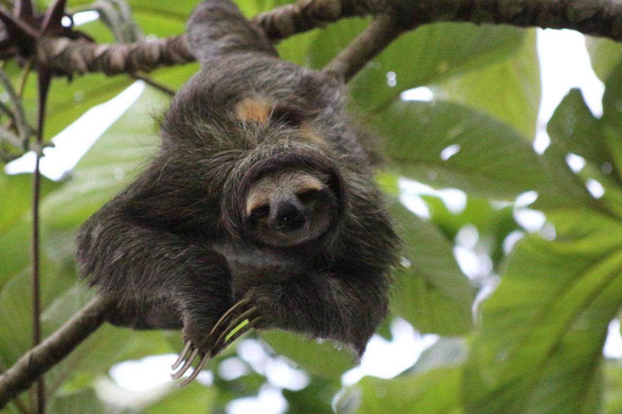 Eden Jungle Lodge โบกัสทาวน์ ภายนอก รูปภาพ