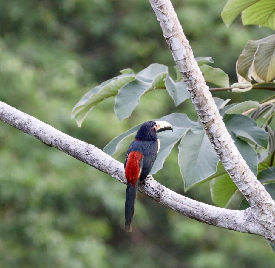 Eden Jungle Lodge โบกัสทาวน์ ภายนอก รูปภาพ