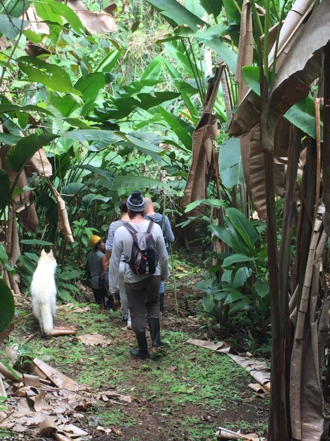 Eden Jungle Lodge โบกัสทาวน์ ภายนอก รูปภาพ