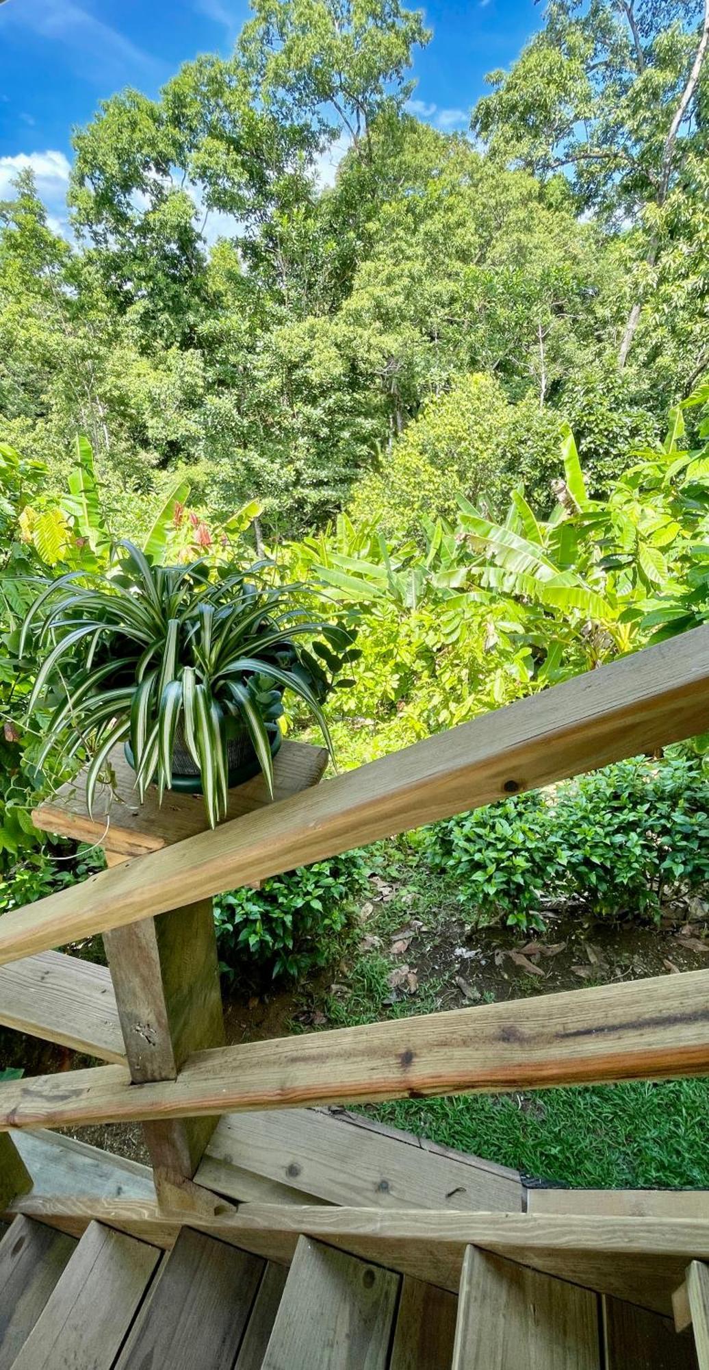 Eden Jungle Lodge โบกัสทาวน์ ภายนอก รูปภาพ
