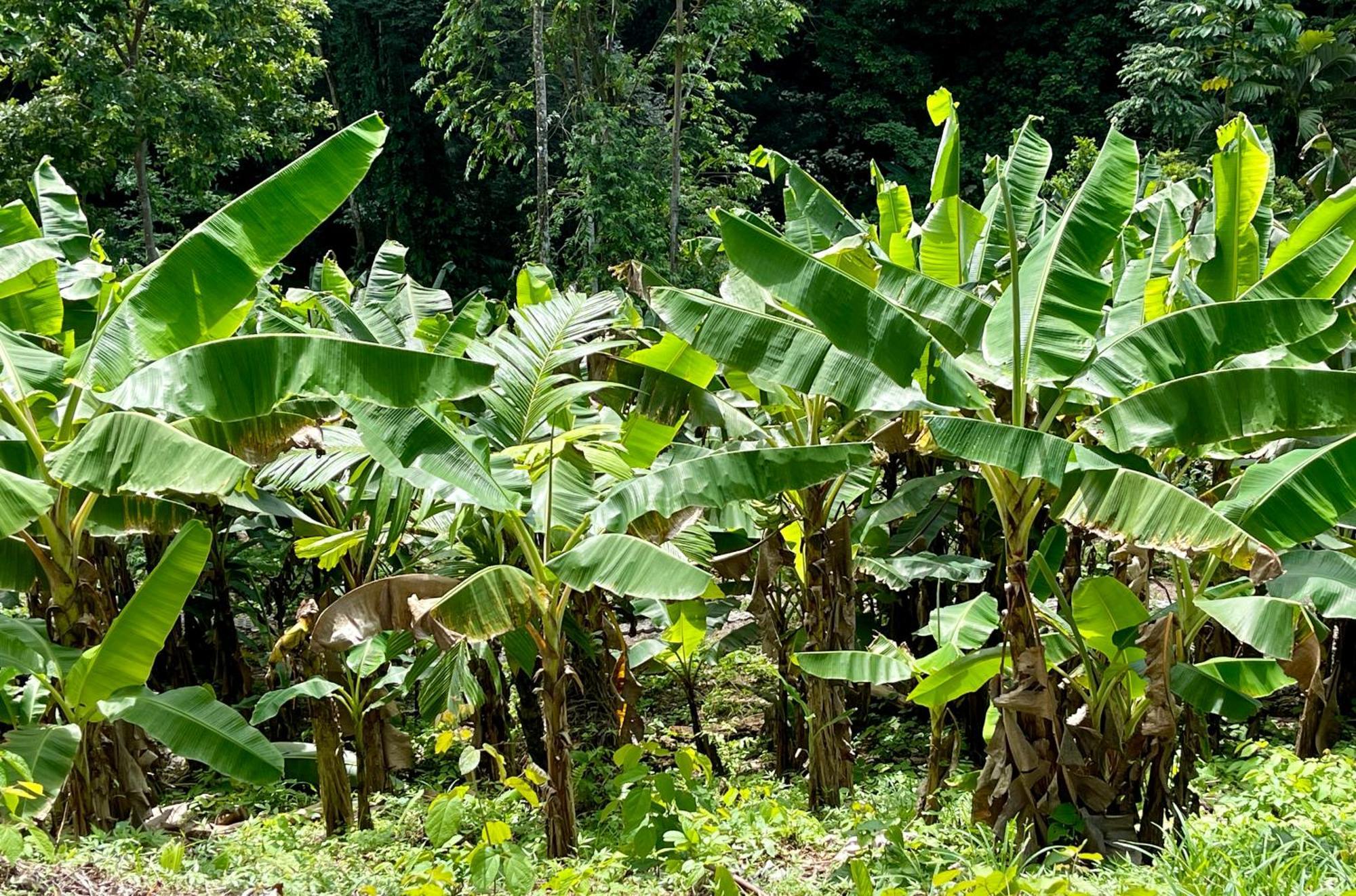Eden Jungle Lodge โบกัสทาวน์ ภายนอก รูปภาพ