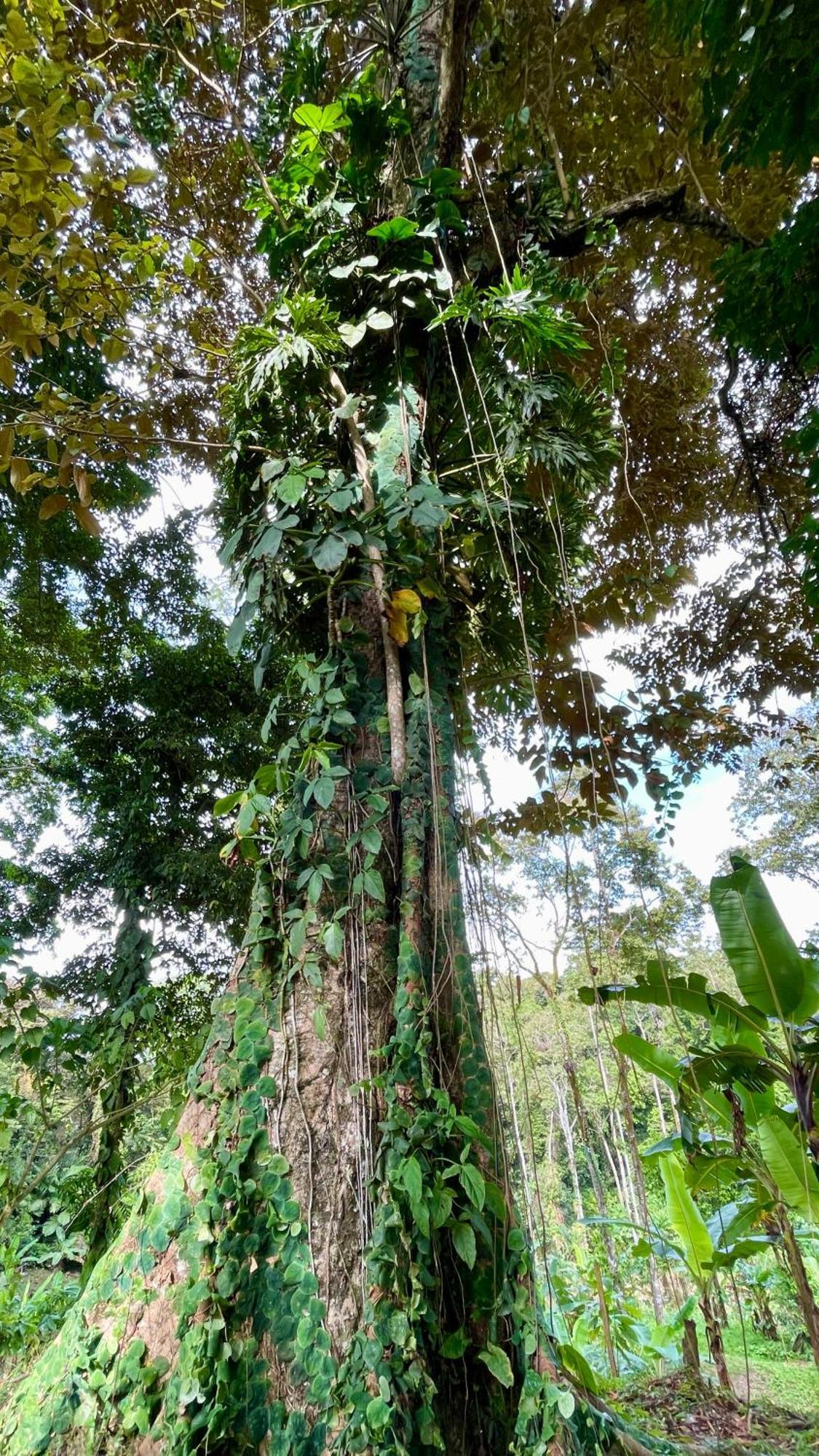 Eden Jungle Lodge โบกัสทาวน์ ภายนอก รูปภาพ
