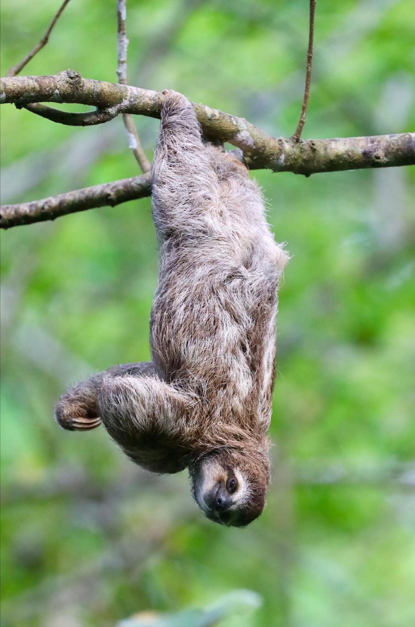 Eden Jungle Lodge โบกัสทาวน์ ภายนอก รูปภาพ